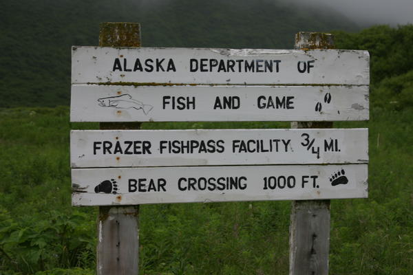 Bear Viewing Kodiak Island Alaska